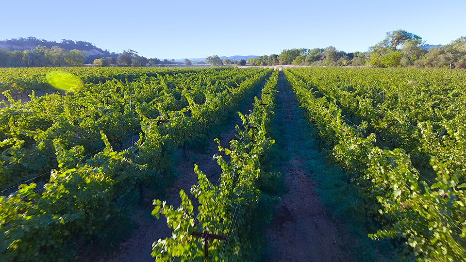 Eco Winery